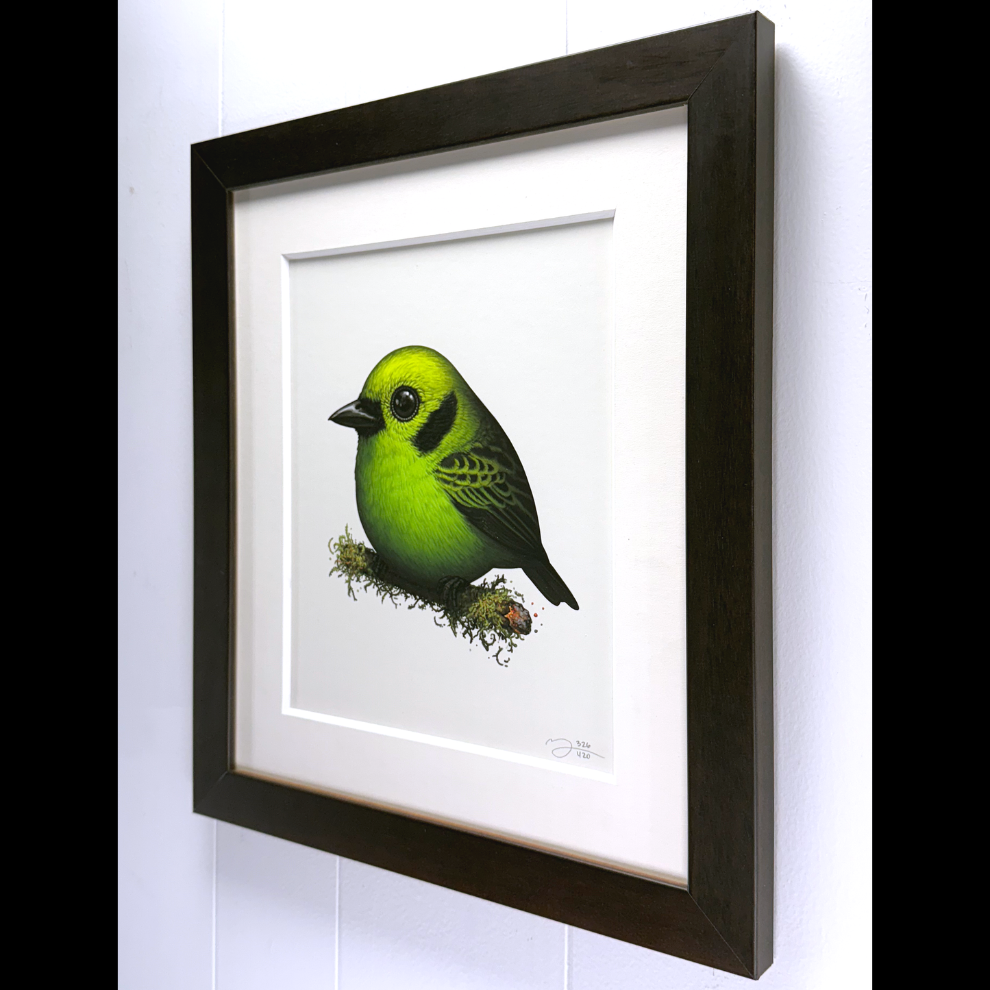 Emerald Tanager by Mike Mitchell 2024