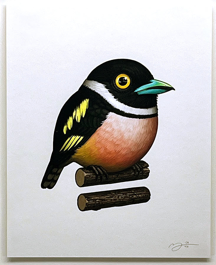 Fat Bird - BLACK-AND-YELLOW BROADBILL by Mike Mitchell 2023