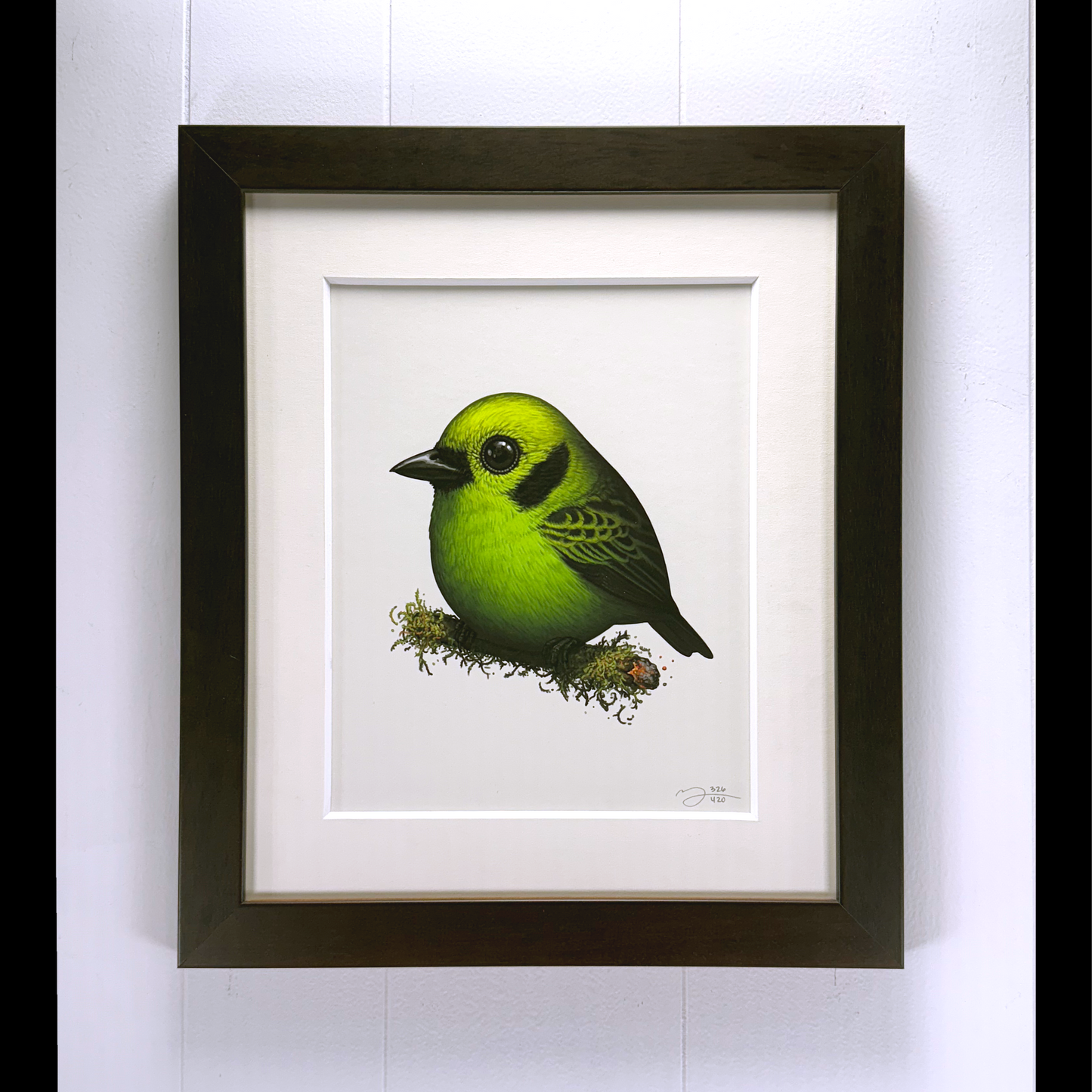 Emerald Tanager by Mike Mitchell 2024